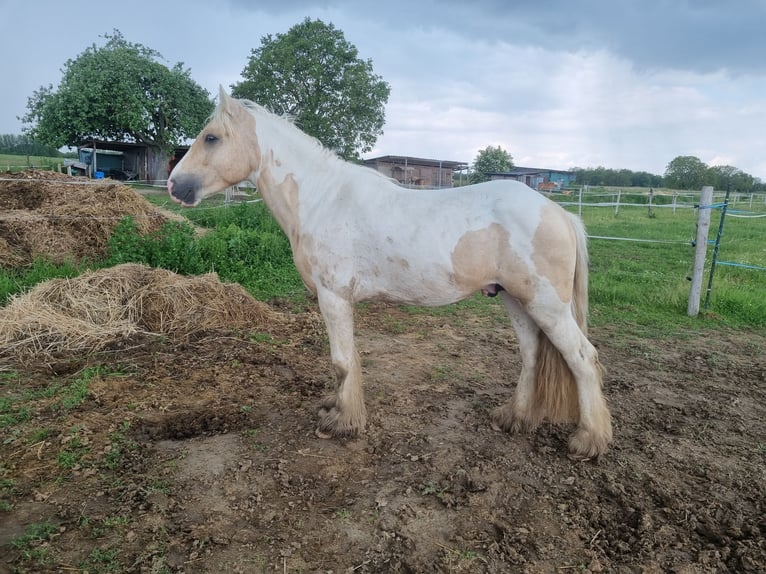 Cob Hingst 3 år 138 cm Palomino in Mothern