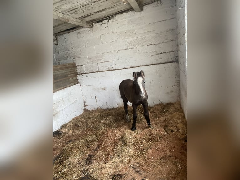 Cob Hingst Föl (04/2024) 132 cm Grå in Malton