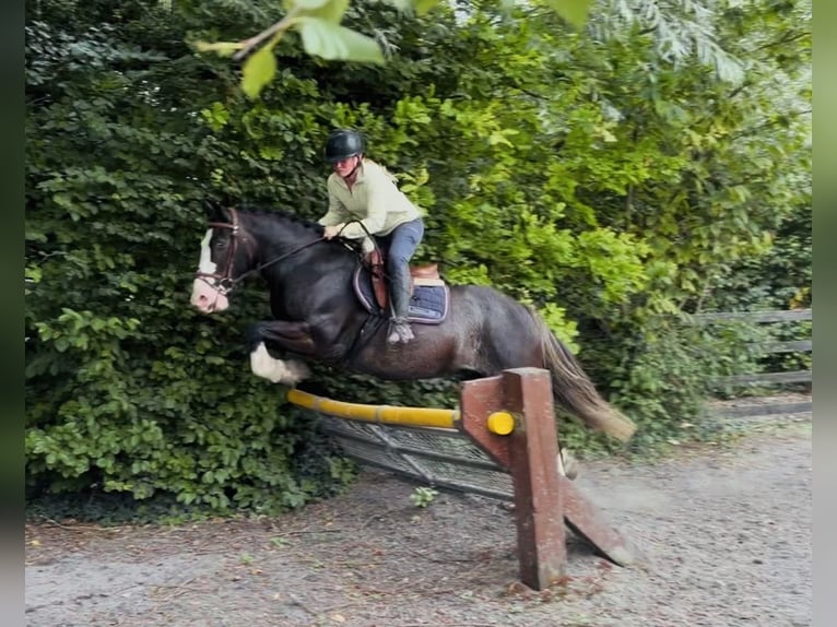 Cob Hongre 10 Ans 147 cm Noir in Mountrath, Co. Laois
