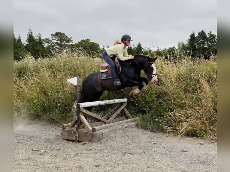 Cob Hongre 10 Ans 147 cm Noir in Mountrath, Co. Laois