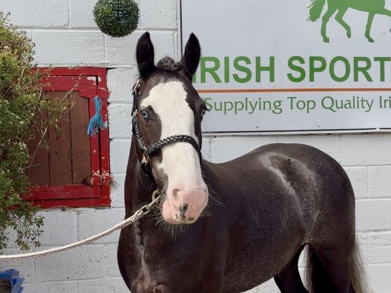 Cob Hongre 10 Ans 148 cm Noir in Laois