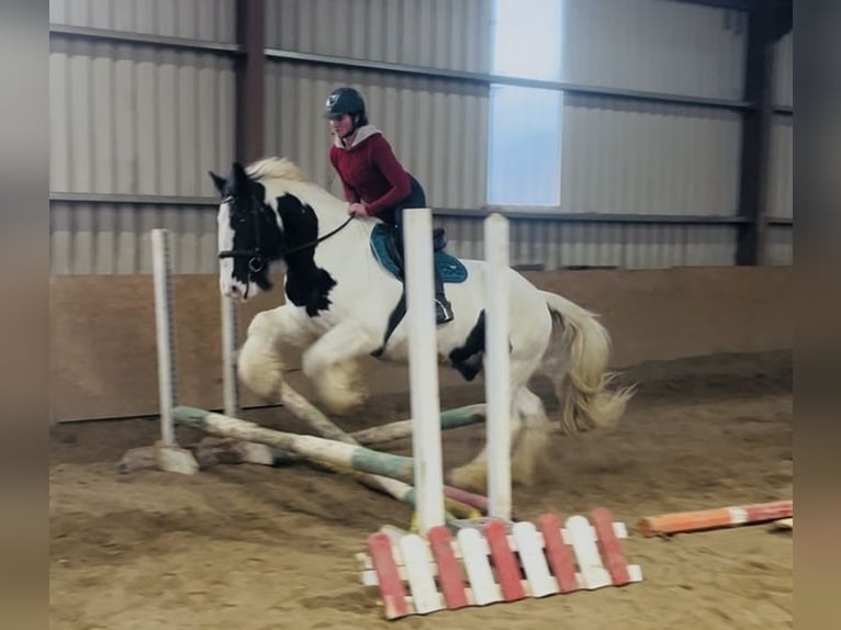 Cob Hongre 11 Ans 163 cm Léopard in Sligo