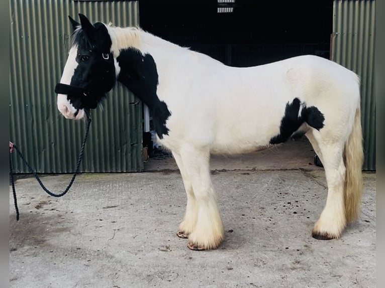 Cob Hongre 11 Ans 163 cm Léopard in Sligo