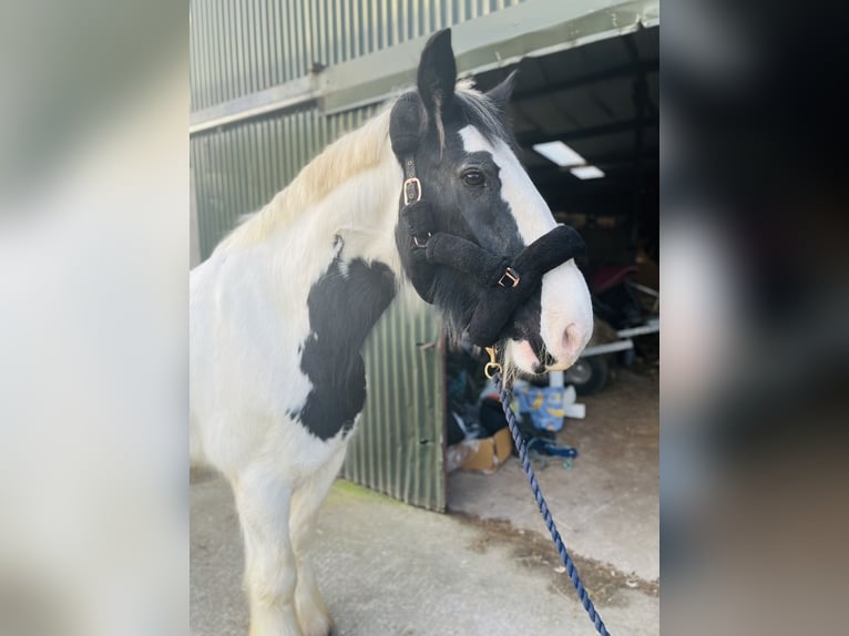 Cob Hongre 11 Ans 163 cm Léopard in Sligo