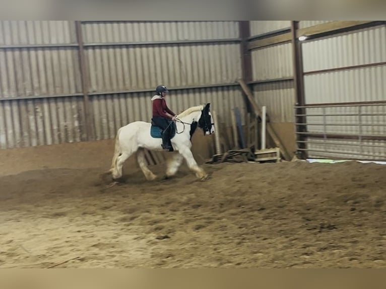 Cob Hongre 11 Ans 163 cm Léopard in Sligo