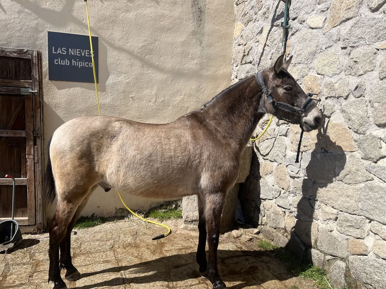 Cob Hongre 12 Ans 153 cm Isabelle in Cerceda