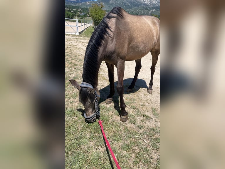 Cob Hongre 12 Ans 153 cm Isabelle in Cerceda