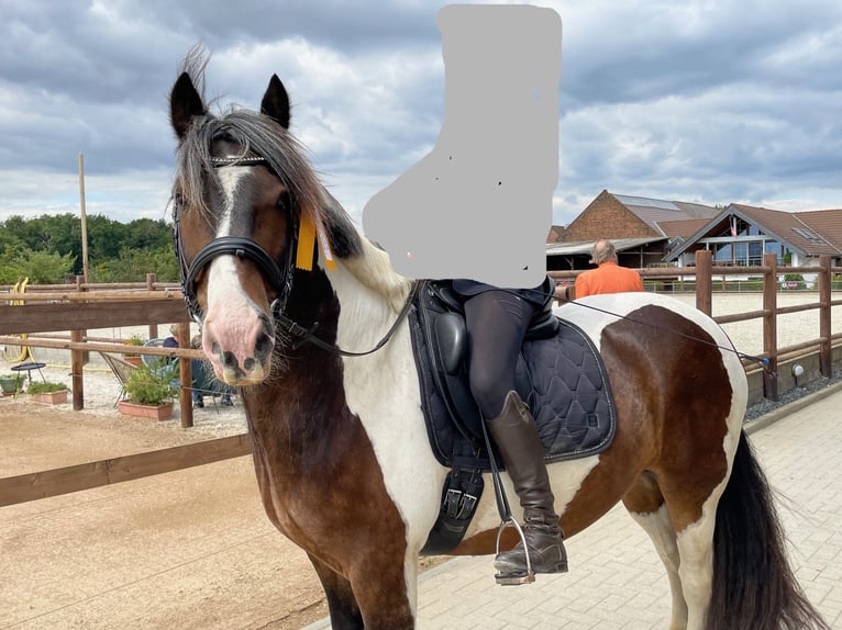 Cob Hongre 14 Ans 148 cm Pinto in Langerwehe