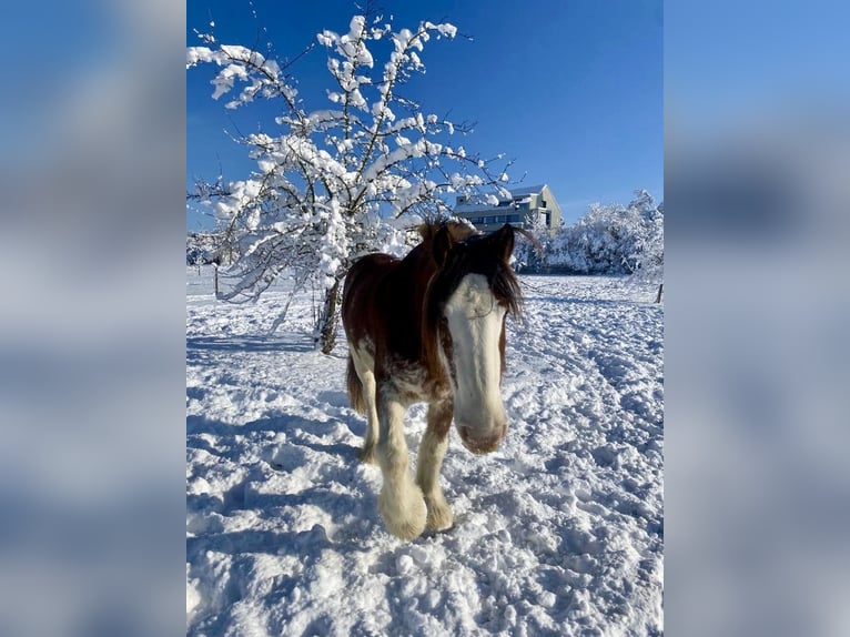Cob Hongre 14 Ans 165 cm Pinto in Zürich