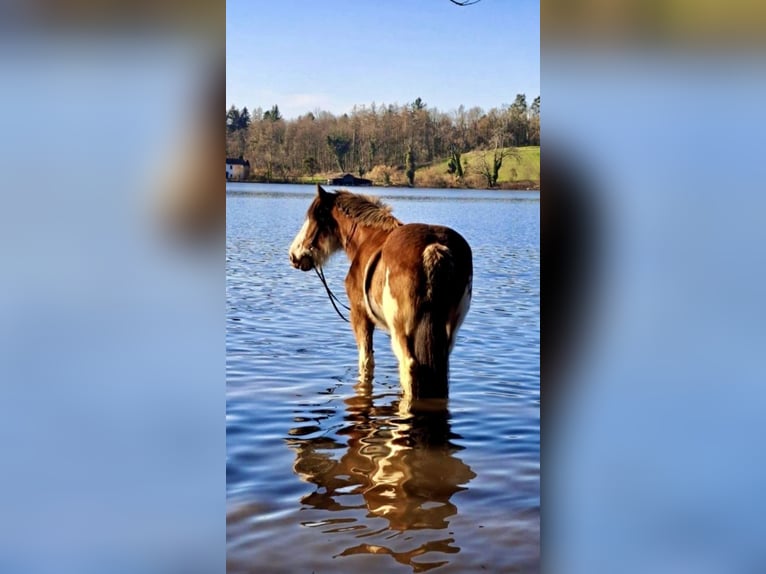 Cob Hongre 14 Ans 165 cm Pinto in Zürich