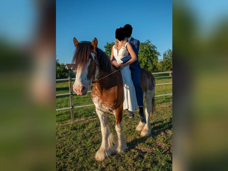 Cob Hongre 14 Ans 165 cm Pinto in Zürich