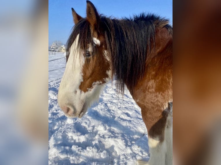 Cob Hongre 14 Ans 165 cm Pinto in Zürich