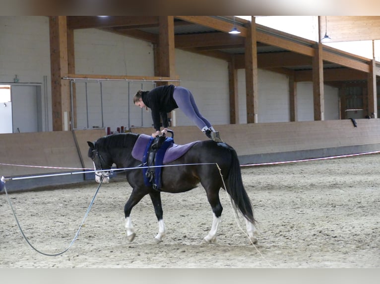 Cob Hongre 14 Ans Noir in Ganschow