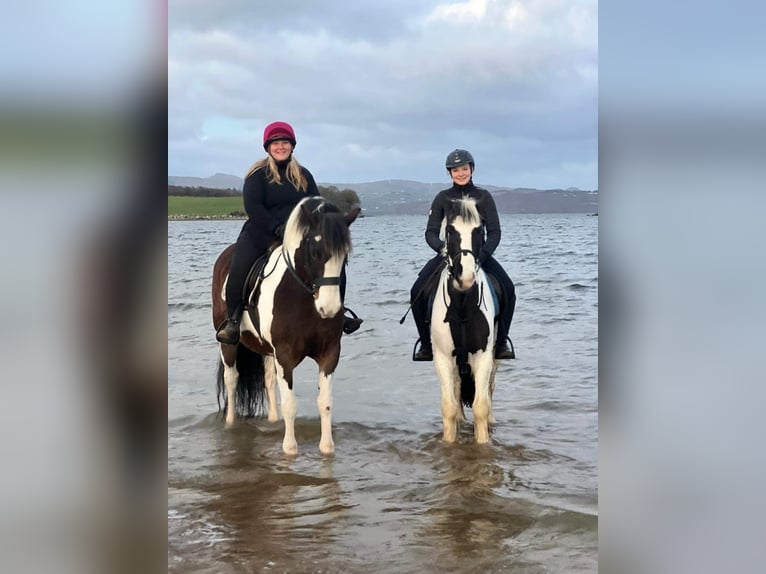 Cob Hongre 14 Ans Tobiano-toutes couleurs in Rainbach