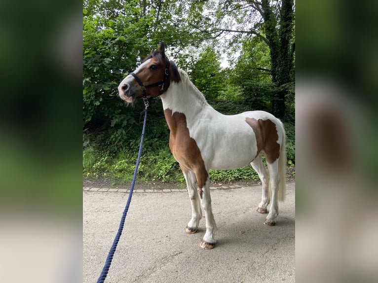 Cob Croisé Hongre 16 Ans 165 cm Pinto in Marl