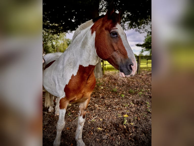 Cob Croisé Hongre 16 Ans 165 cm Pinto in Marl