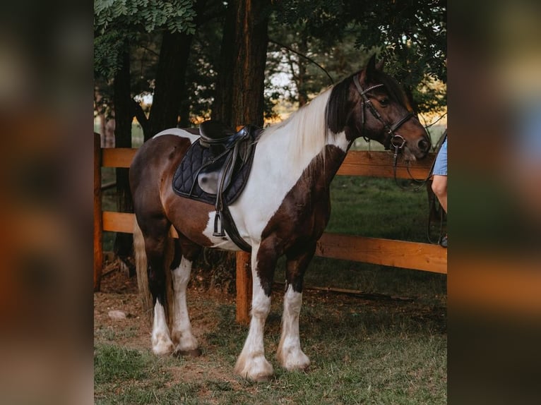 Cob Hongre 17 Ans 160 cm Pinto in Tarnowa