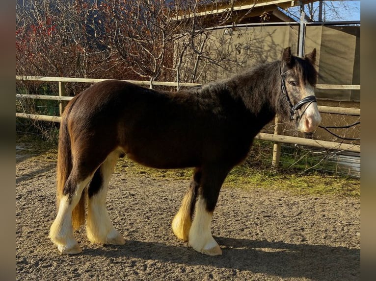 Cob Hongre 2 Ans 142 cm Gris (bai-dun) in Gummern