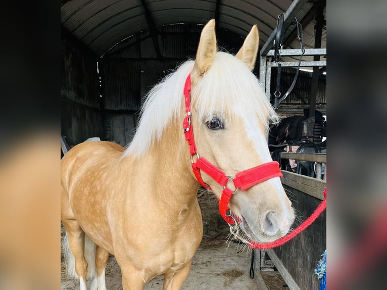 Cob Hongre 4 Ans 133 cm Palomino in Sligo