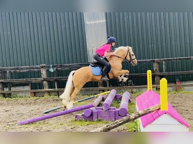 Cob Hongre 4 Ans 133 cm Palomino in Sligo