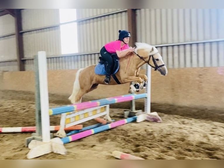 Cob Hongre 4 Ans 133 cm Palomino in Sligo