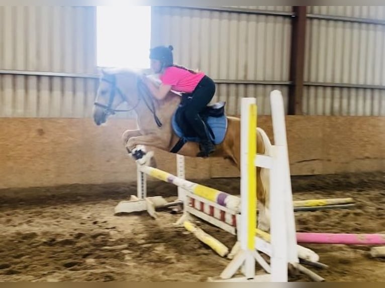 Cob Hongre 4 Ans 133 cm Palomino in Sligo