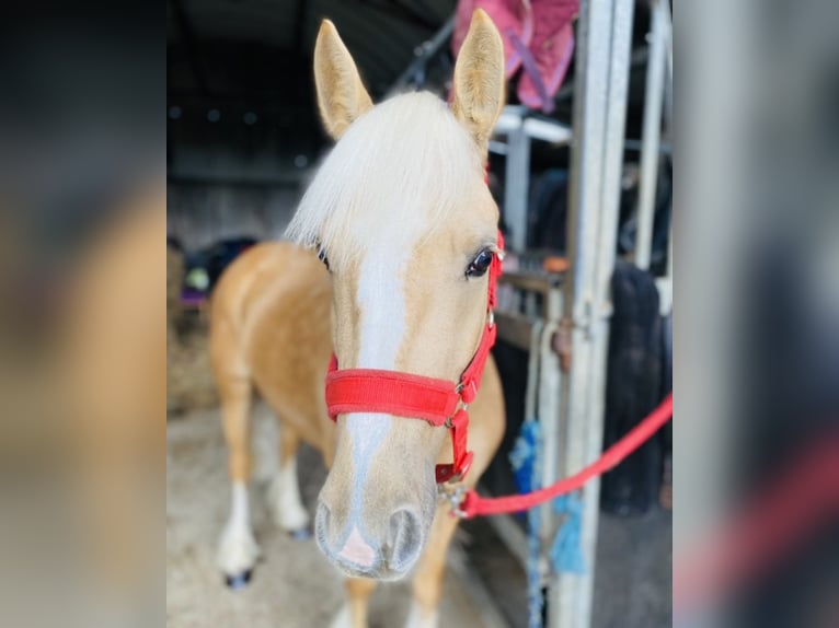 Cob Hongre 4 Ans 133 cm Palomino in Sligo