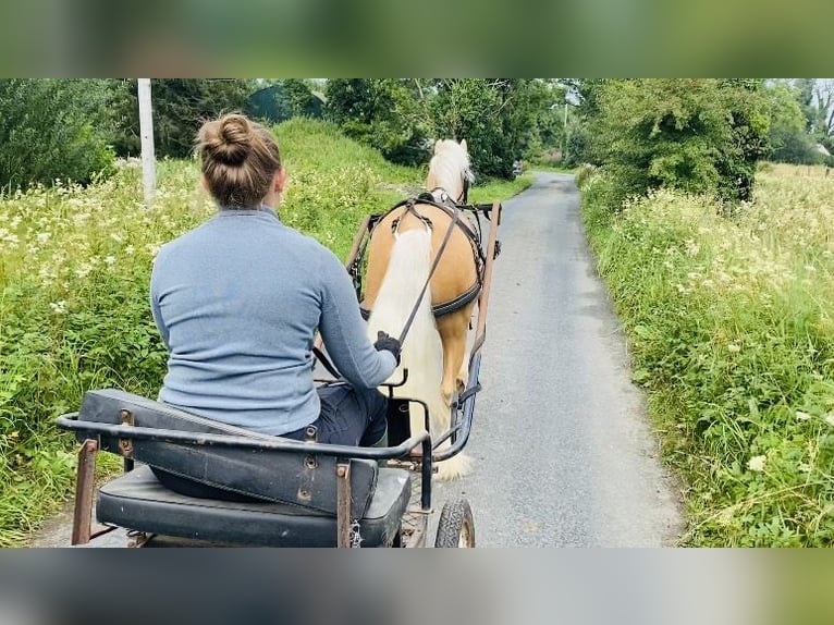 Cob Hongre 4 Ans 133 cm Palomino in Sligo