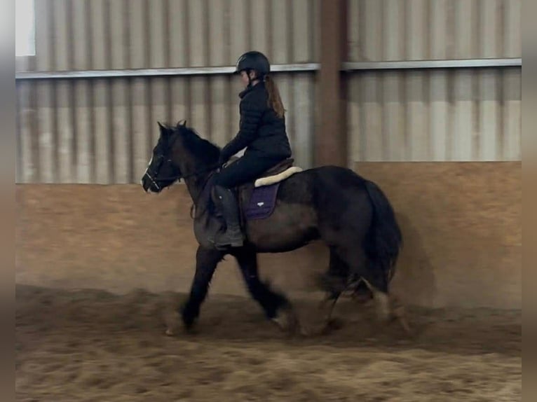 Cob Hongre 4 Ans 136 cm Noir in Sligo