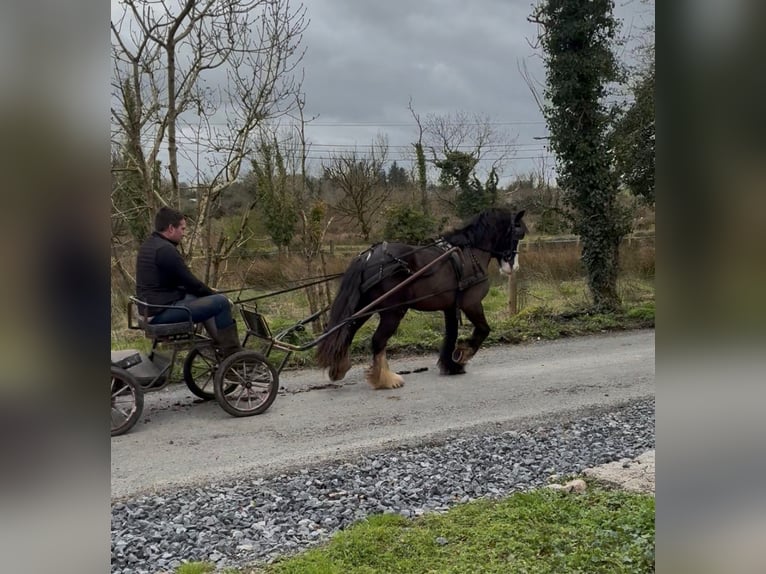 Cob Hongre 4 Ans 136 cm Noir in Sligo