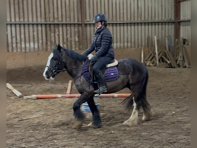 Cob Hongre 4 Ans 136 cm Noir in Sligo
