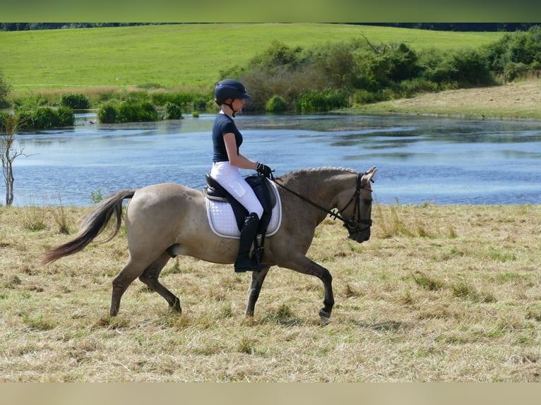 Cob Hongre 4 Ans 140 cm Isabelle in Ganschow