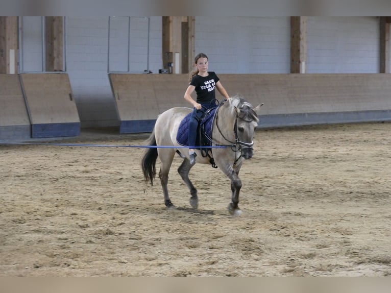 Cob Hongre 4 Ans 140 cm Isabelle in Ganschow