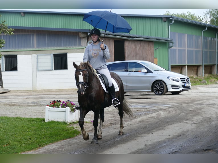 Cob Hongre 4 Ans 142 cm Alezan brûlé in Ganschow