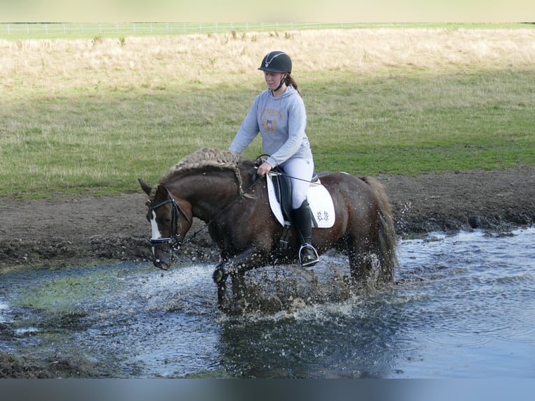 Cob Hongre 4 Ans 142 cm Alezan brûlé in Ganschow