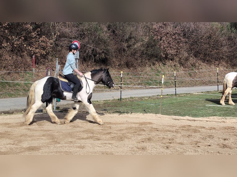 Cob Croisé Hongre 4 Ans 143 cm Pinto in Morsbach