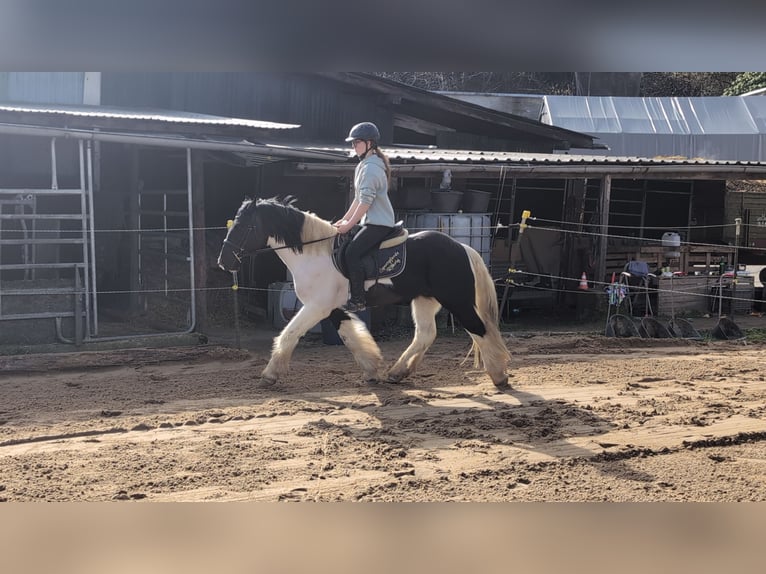 Cob Croisé Hongre 4 Ans 143 cm Pinto in Morsbach