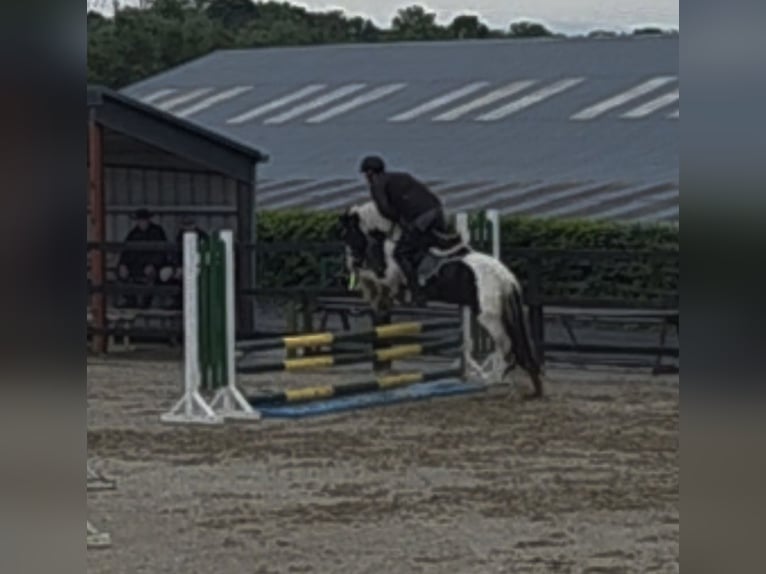 Cob Hongre 4 Ans 145 cm in Leitrim