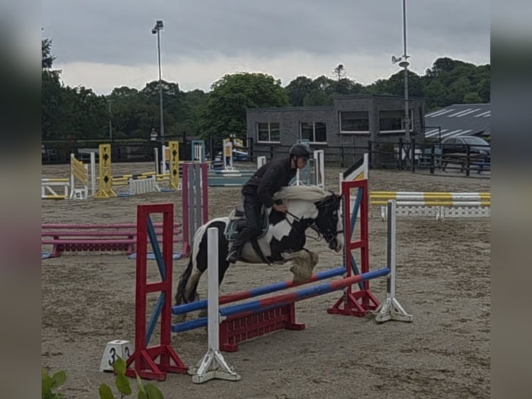Cob Hongre 4 Ans 145 cm in Leitrim