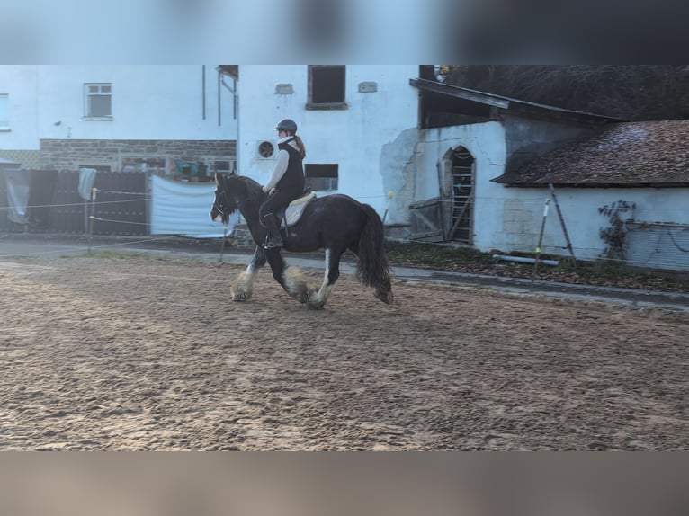 Cob Hongre 4 Ans 146 cm Rouan Bleu in Morsbach