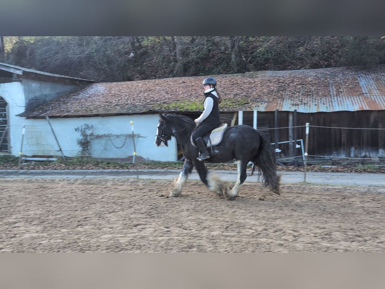 Cob Hongre 4 Ans 146 cm Rouan Bleu in Morsbach