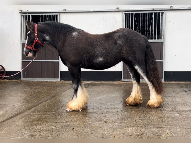 Cob Hongre 4 Ans 146 cm Rouan Bleu in Morsbach