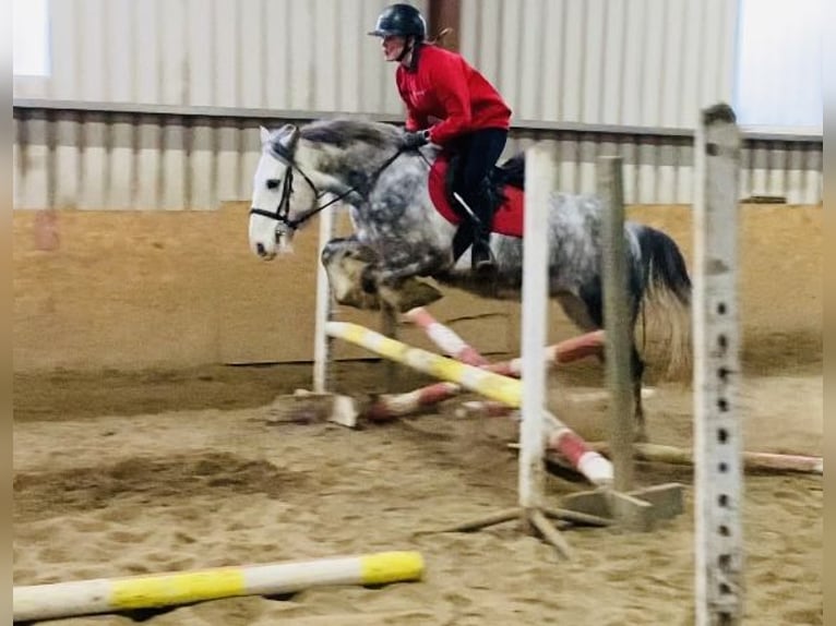 Cob Hongre 4 Ans 147 cm Gris pommelé in Sligo