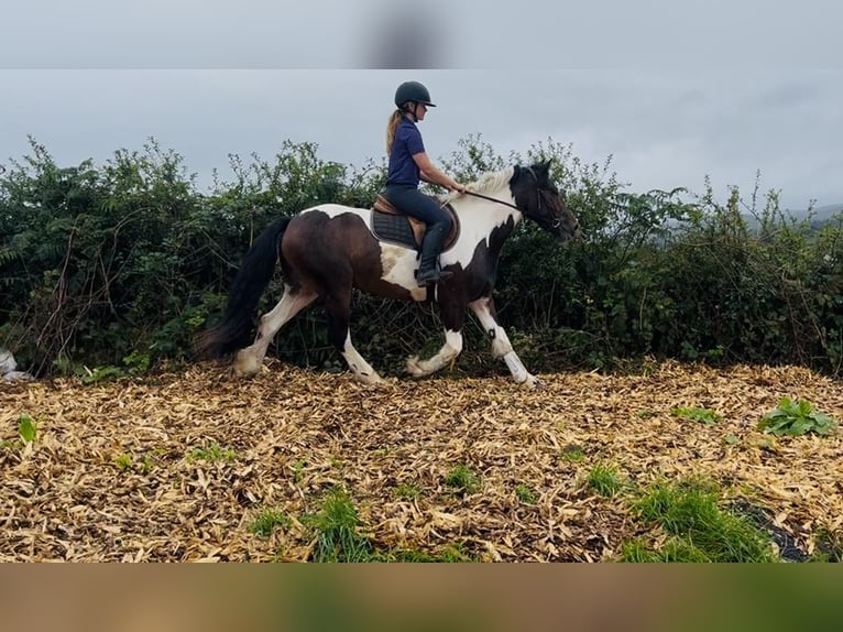 Cob Hongre 4 Ans 147 cm Pinto in Sligo