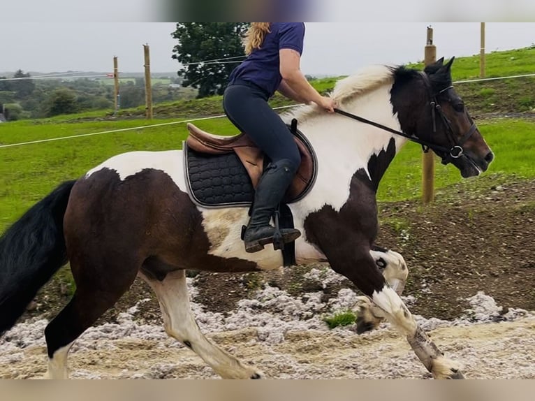 Cob Hongre 4 Ans 147 cm Pinto in Sligo