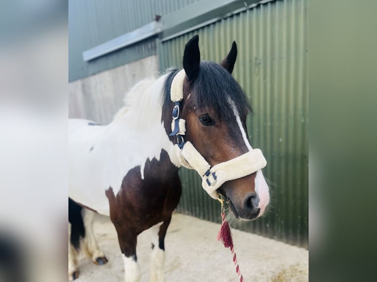 Cob Hongre 4 Ans 147 cm Pinto in Sligo