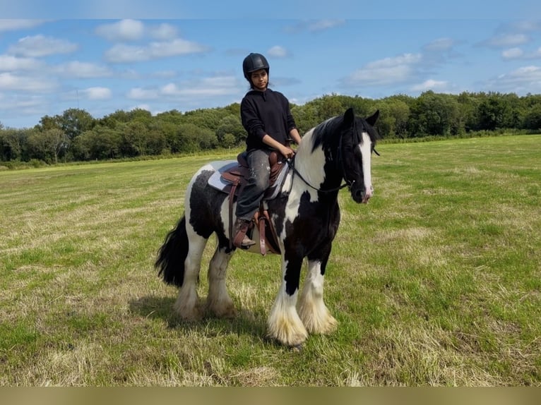 Cob Hongre 4 Ans 147 cm Pinto in Mountrath, Co. Laois