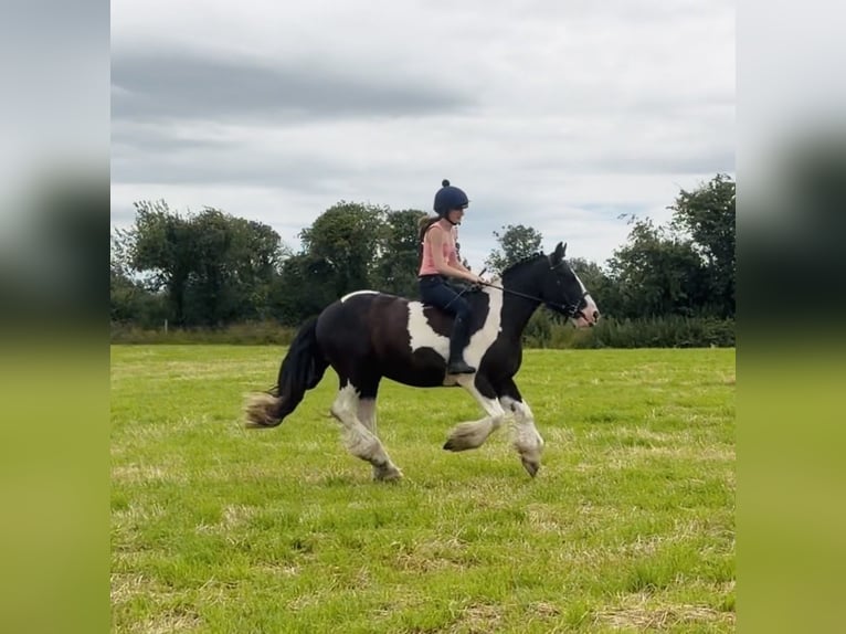 Cob Hongre 4 Ans 147 cm Tobiano-toutes couleurs in Mountrath, Co. Laois