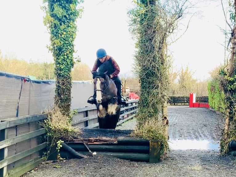 Cob Hongre 4 Ans 148 cm Bai in Mountrath