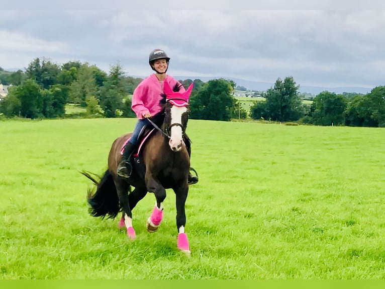 Cob Hongre 4 Ans 148 cm Bai in Mountrath